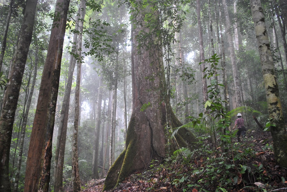 Pepohonan hutan, ilustrasi topik lingkungan